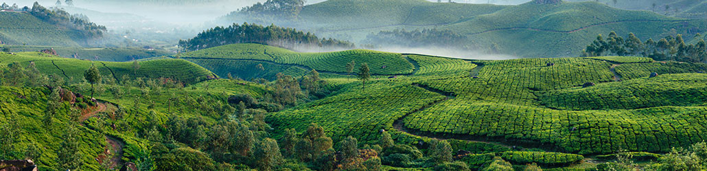 Biologische losse theebladeren