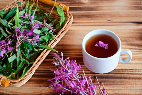 Une tasse de tisane d'épilobe, une plante médicinale utilisée pour soulager les symptômes urinaires