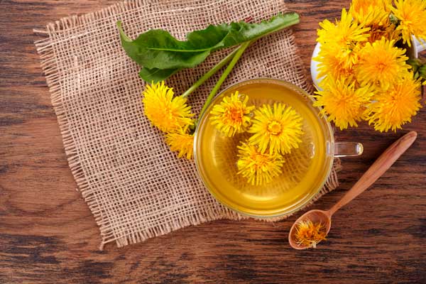 Tisane de pissenlit feuilles pour stimuler l'appétit