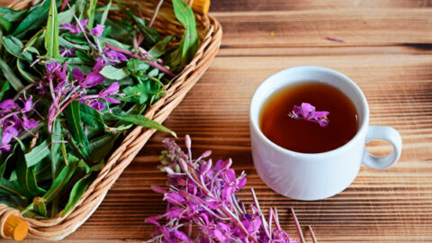 Tasse de tisane d'épilobe