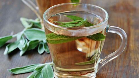 Tisane de sauge officinale