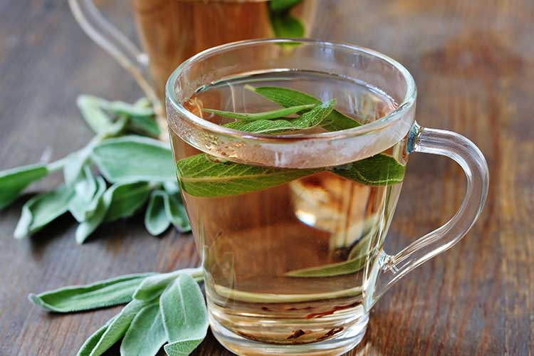 La sauge officinale de la bouture à la tisane