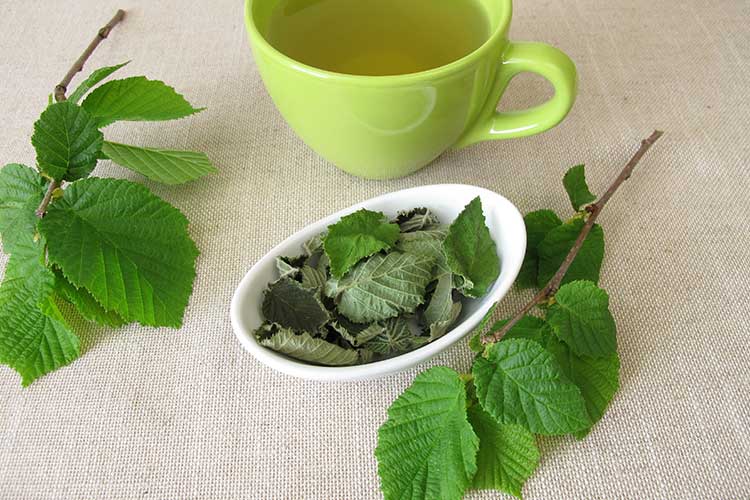Tasse de tisane de noisetier
