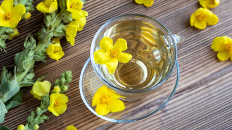 tisane bouillon blanc molène