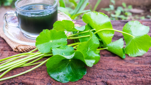 tisane centella asiatica