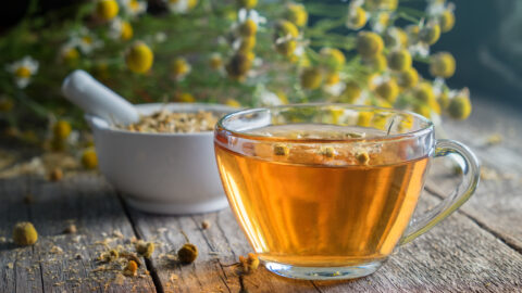 tisane chrysanthellum americanum