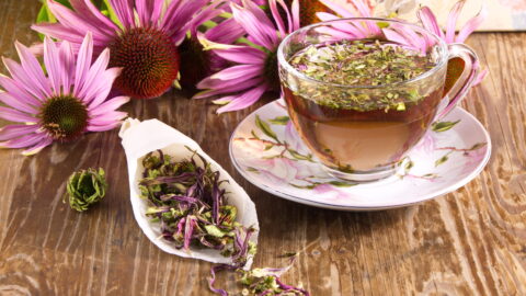 tasse de thé échinacée tisane fleurs plantes