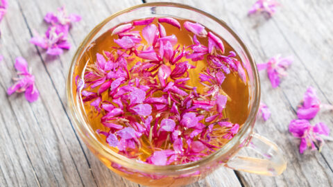 tisane épilobe tasse de thé fleurs