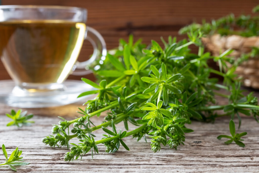 tisane gaillet tasse de thé plante feuille