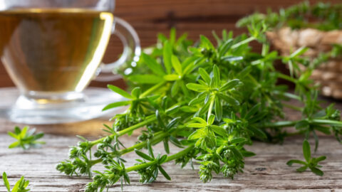 tisane gaillet tasse de thé plante feuille