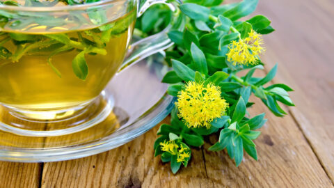 tisane Rhodiola rosea fleurs infusion tasse de thé