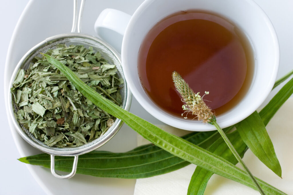tisane grand plantain tasse de thé infusion plante