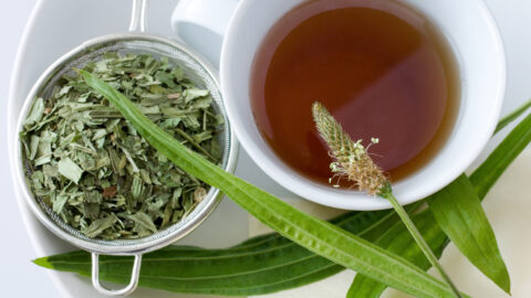 tisane grand plantain tasse de thé infusion plante