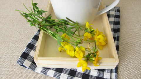 tisane lotier corniculé tasse de thé fleurs