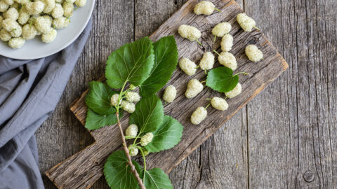 murier blanc tisane feuilles fruits