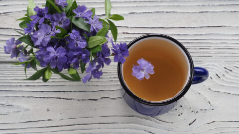 tisane petite pervenche tasse de thé fleurs