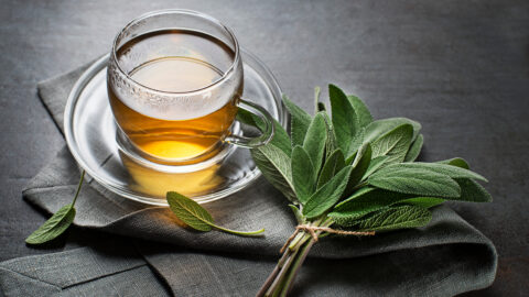 tisane sauge tasse de thé plantes infusion
