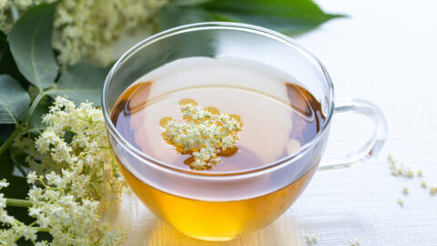 tisane sureau tasse de thé fleurs infusion