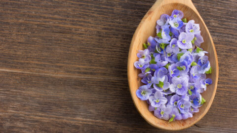 tisane véronique officinale fleurs