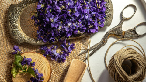 tisane violette fleurs séchées infusion