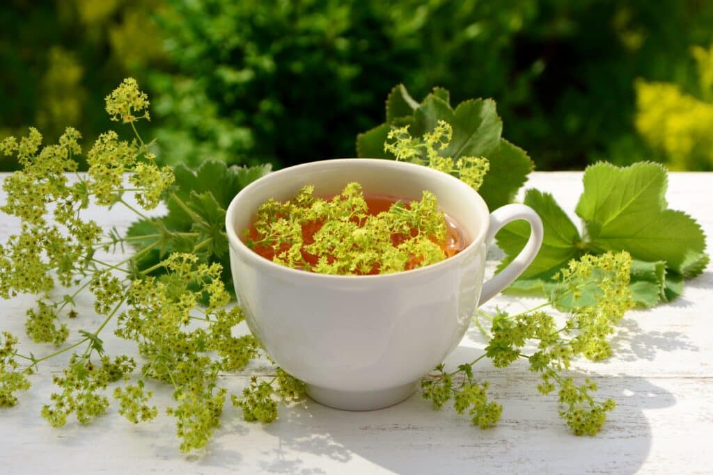 tisane alchémille plantes tasse de thé infusion