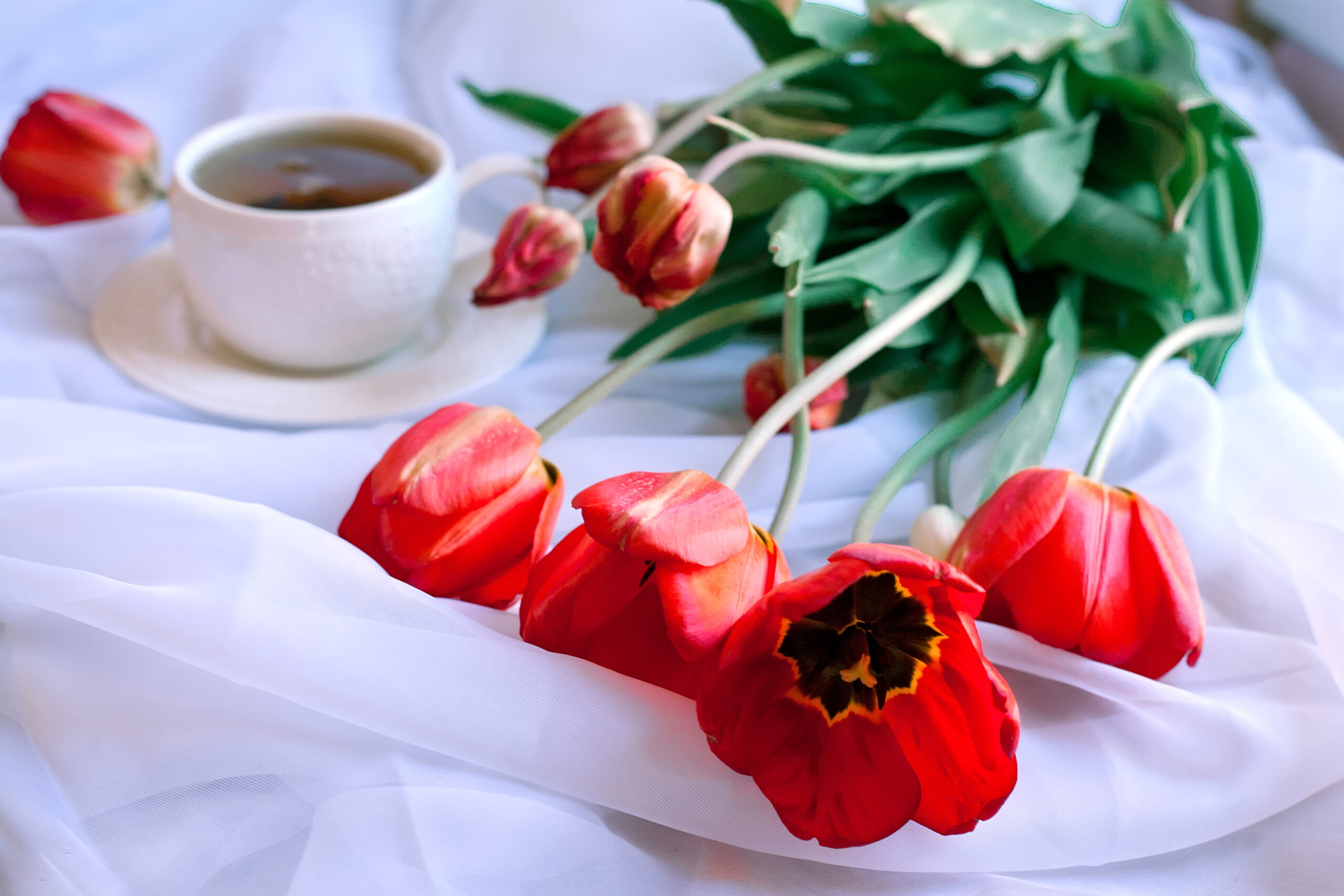 tisane de coquelicot fleurs tasse de thé