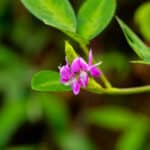 desmodium tisane