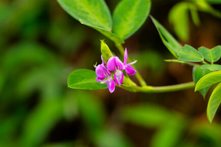 desmodium tisane