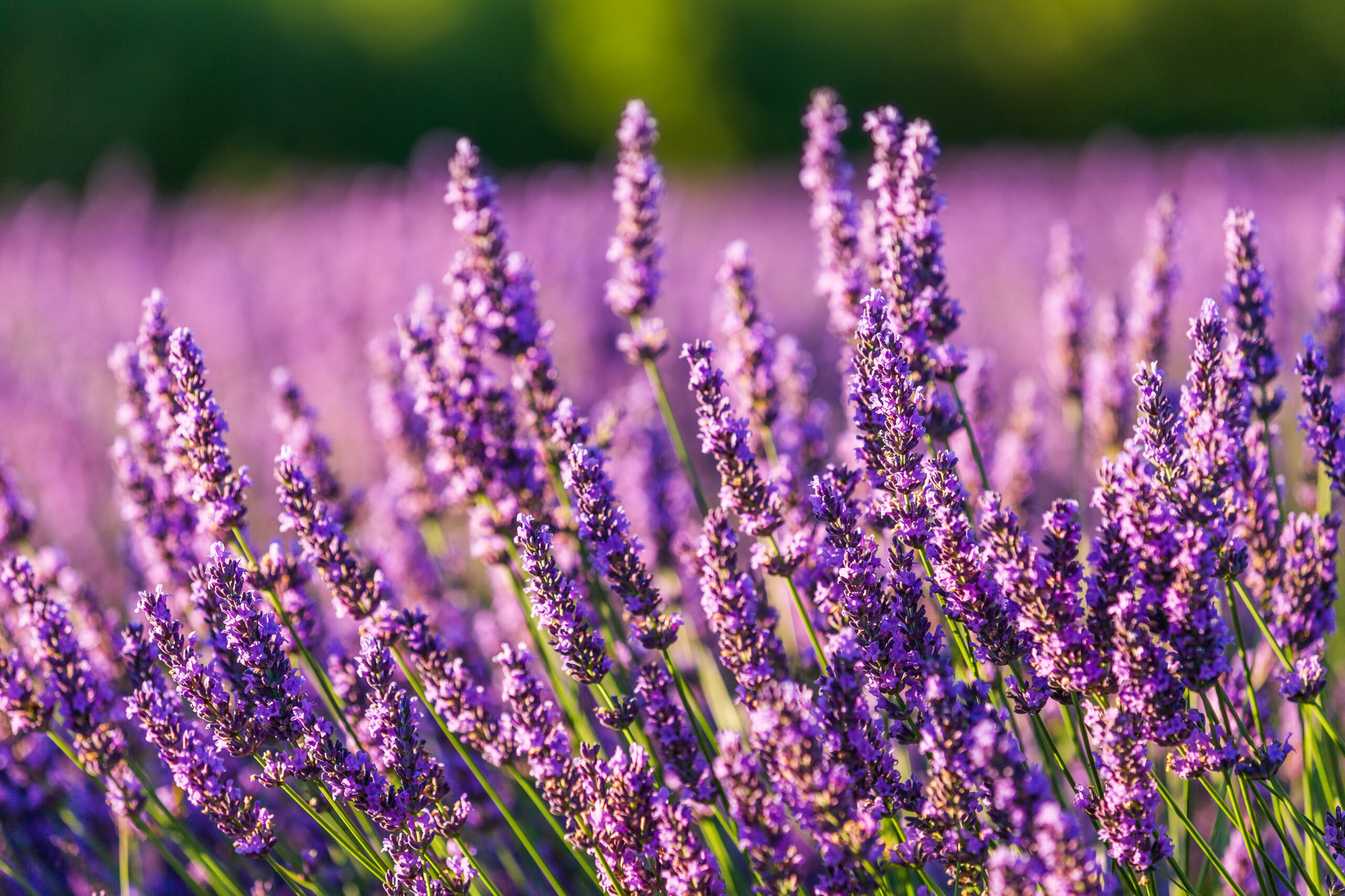 Lavande vraie – Lavendula Angustifolia – Le jardin d'équilibre