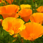 pavot de californie