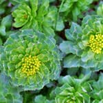 rhodiola