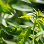 verveine