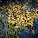 fucus