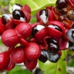 guarana