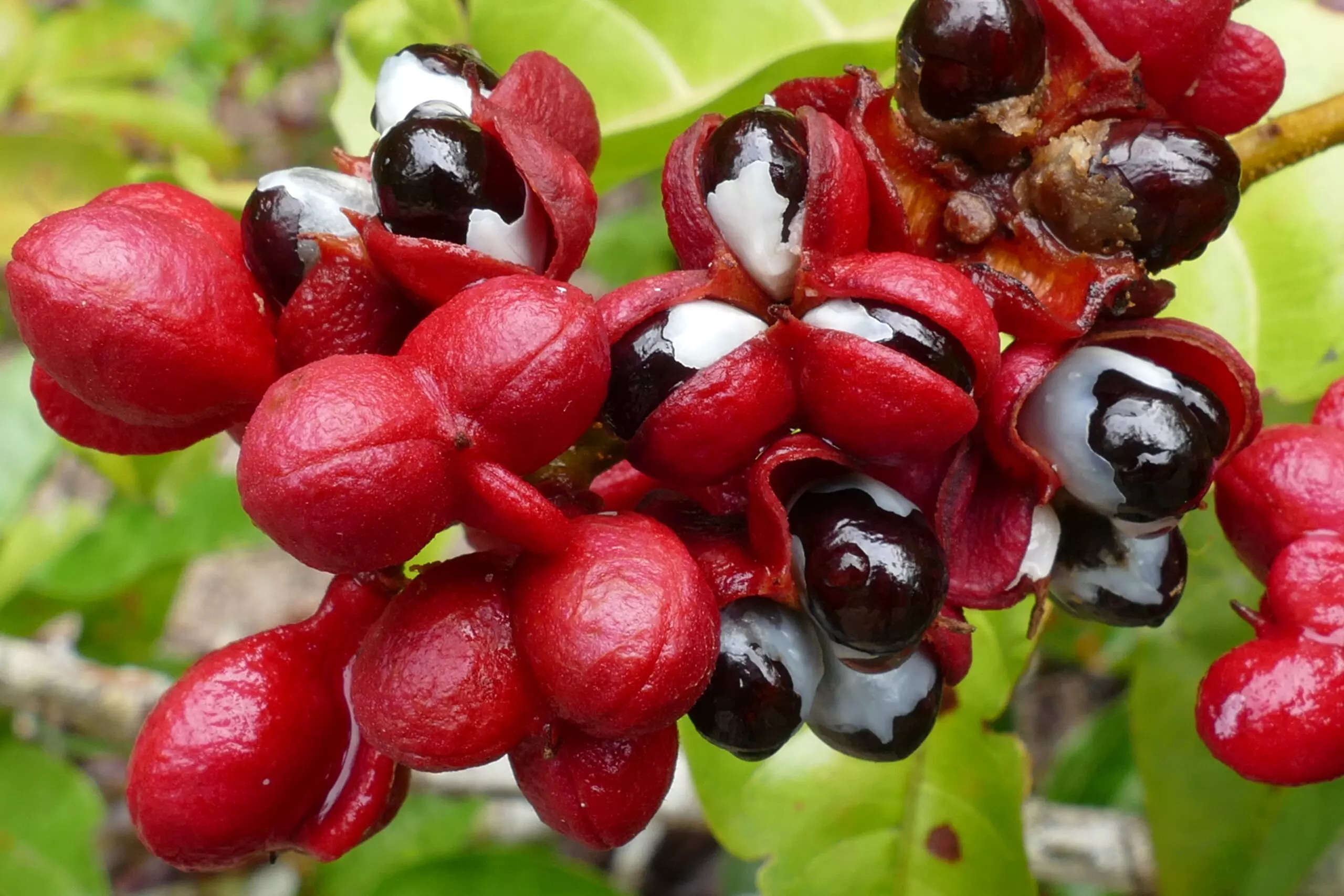 Guarana: Vorteile, Verwendung und Kontraindikationen Guarana: Vorteile, Verwendung und Kontraindikationen