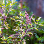 basilic sacré tulsi