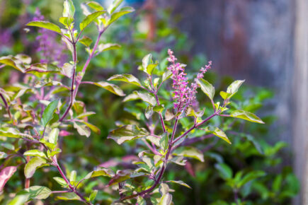 basilic sacré tulsi