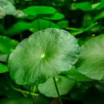 centella asiatica
