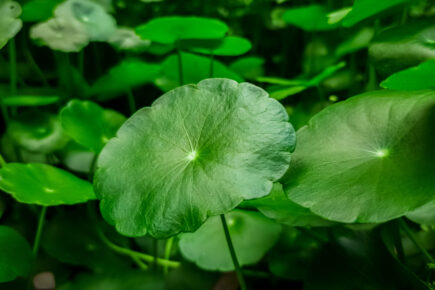 centella asiatica