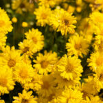 chrysanthellum