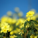tribulus terrestris
