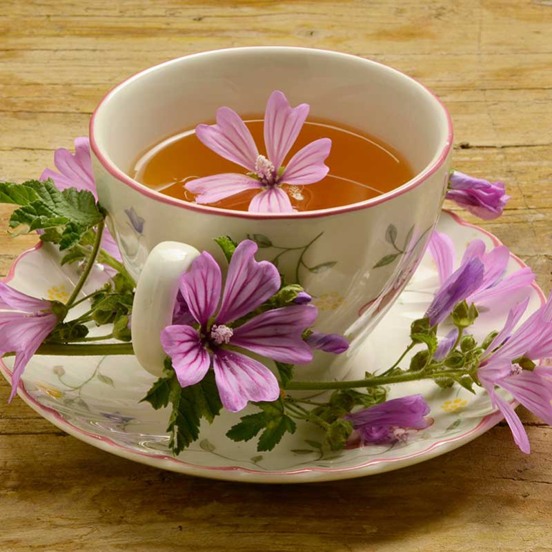 Malvae Tea Die Vorzüge und Vorteile der Wilden Malve (Malva sylvestris)