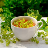 Les vertus et bienfaits de l’Alchémille - Alchemilla vulgaris