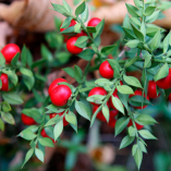 Les vertus et bienfaits du Fragon petit houx - Ruscus aculeatus