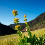 Les vertus et bienfaits de la Gentiane jaune - Gentiana lutea