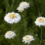 Les vertus et bienfaits de la Camomille romaine - Anthemis nobile