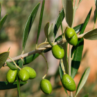 Feuille d'olivier : bienfaits, utilisations et effets secondaires des feuilles