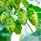 Houblon : Bienfaits, utilisations et effets secondaires