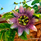 Passiflore : Bienfaits, utilisations et effets secondaires - Passiflora