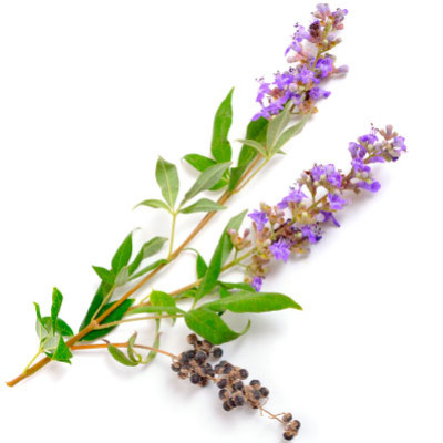 Les vertus et bienfaits du Gattilier - Vitex agnus castus